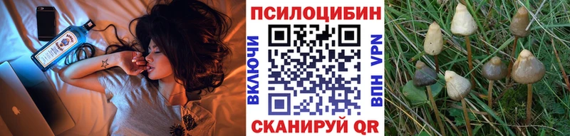 Галлюциногенные грибы Psilocybe  Струнино 